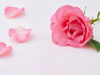 Sticker - Pink rose on pink background