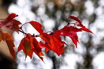 Wall Mural - Herbstlaub rot Ahorn an Zweig