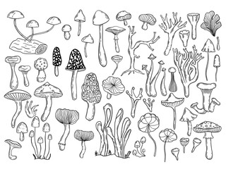 Hand darwn vector fungi clipart. Graphic line work of mushrooms set.  Fungi isolated elements set. Different types of vector mushooms drawing. Isolated vector fungus.