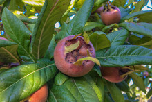 Medlar Fruit In The Branch Of Medlar Tree