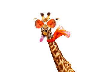 Funny photo of giraffe in orange sunglasses and scarf isolated on white