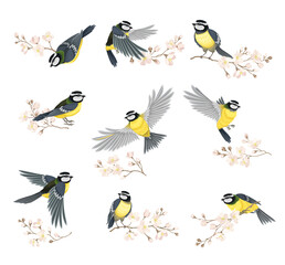 tit bird with black head and white cheeks flying and sitting on apple blossom branch vector set