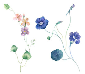 Wall Mural - Flowers watercolor illustration. Manual composition. Big Set watercolor elements.