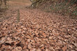 Field of dead leaves.
