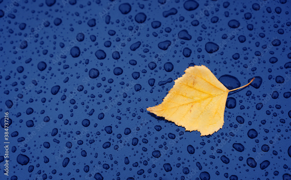 Autumn background with a leaf on the wet car hood - obrazy, fototapety, plakaty 
