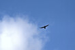Flying great cormorant : Phalacrocorax carbo.
