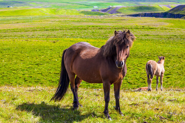 Wall Mural -  Icelandic horses on a free pasture