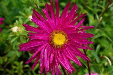 The Aster is bright pink with a yellow middle. It is summer.