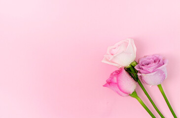 Canvas Print - beautiful roses on the Romantic pink background 
