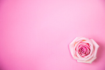 Wall Mural - beautiful roses on the Romantic pink background 
