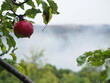 Red Apple hanging with foggy background mountain in morning dew with dew drops