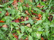 leaves on the floor of a lawn for meadow signaling the start of autumn and winter