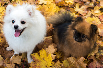 Two dogs are sitting in yellow autumn foliage. Autumn concept