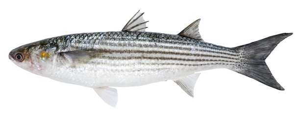 Wall Mural - Mullet fish isolated on white background