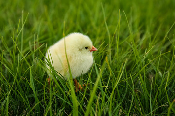 Cute fluffy baby chicken on green grass. Farm animal