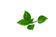 © wanchai - Sweet Basil isolated from white background