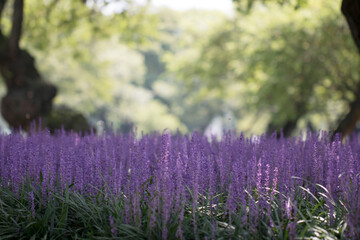 Wall Mural - Beautiful Big blue lilyturf in the field
