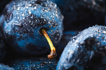 Wet Ripe Plums covered with water drops, closeup