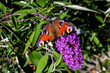 European peacock butterly sitting on a purple summer lilac