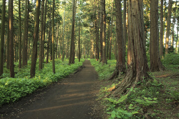  檜の並木と小道