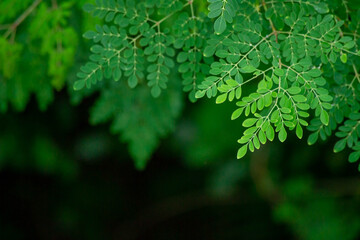 Fresh moringa leaves background