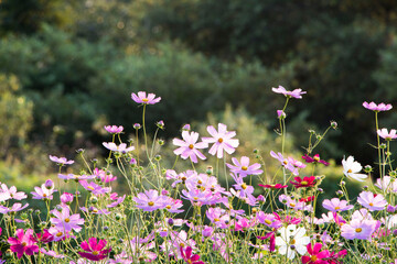 Wall Mural - Beautiful cosmos flowers in the garden
