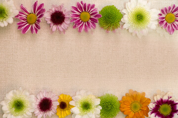 Wall Mural - beautiful chrysanthemum on the Korean traditional paper texture
