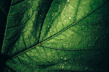 Wall Mural - Beautiful green texture background. Cropped shot of green leaf textured. Abstract nature pattrn for design.