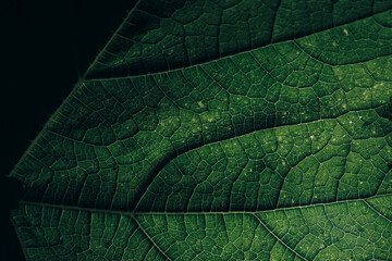 Poster - Beautiful green texture background. Cropped shot of green leaf textured. Abstract nature pattrn for design.