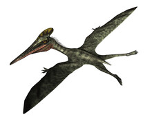 Pterodactylus Prehistoric Bird Flying Isolated In White Background - 3D Render