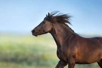 Naklejka na meble horse in the field