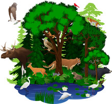 Vector Woodland Green Forest With Animals