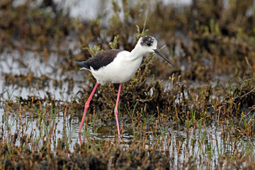 Wall Mural - Black-winged stilt // Stelzenläufer (Himantopus himantopus)