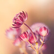 Jarzmianka - Różowe kwiaty