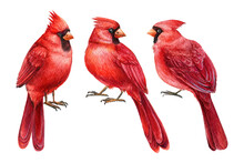 Birds Set. Red Cardinals On White Isolated Background. Watercolor Illustration. Hand Drawn Wildlife 