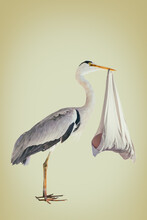 Retro Styled Image Of A Stork Holding A Newborn Baby In A Blanket