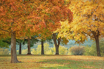 original autumn photograph of a park with large trees with multicolored leaves forming a canopy in t