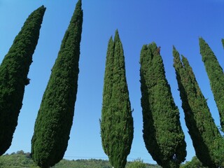 Cypress trees