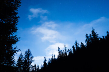 Canvas Print - Forest and pine trees landscape under blue dark night sky with many stars, milky way cosmos background