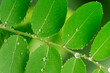 canvas print picture - water drops on green leaf, purity nature background