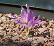 Beautiful Purple Autumn Crocus (Colchicum Autumnale) Against Of Cut Brown Bark On Background. Selective Focus. Delicate Floral Format For Any Design With Copy Space.