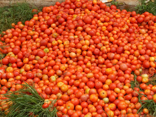 Heap of red ripe tomatoes in a vegetable whole sale market in India 