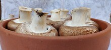 Royal Champignons Are Large With Brown Hats In A Ceramic Plate On A Light Background