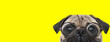 timid pug dog with big eyes wearing glasses