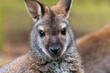 Close up of the head of a Bennett kangaroo