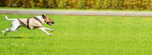 Running Dog On Grass