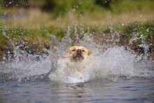 Dog Labrador Retriever Walk Outdoor In Summer