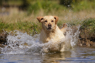 Wall Mural - dog labrador retriever walk outdoor in summer