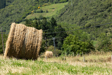 Poster - Heno cosechado en el campo.