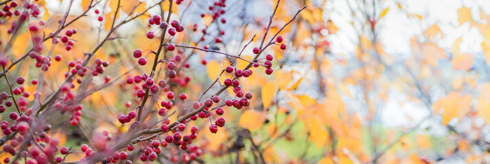 Wall Mural - Beautiful panoramic autumn scenery with colorful leaves, berries and bokeh background